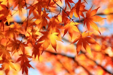 紅葉植物風水|紅葉風水：自然の調和で金運アップ、秋の運気が高ま。